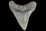 Juvenile Megalodon Tooth - Georgia #75321-1